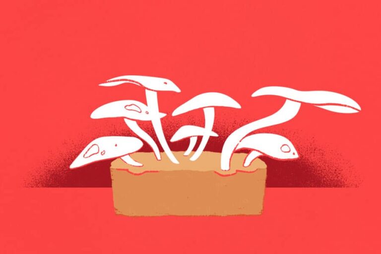 Bluebeam_Mushroom-Bricks-Feature