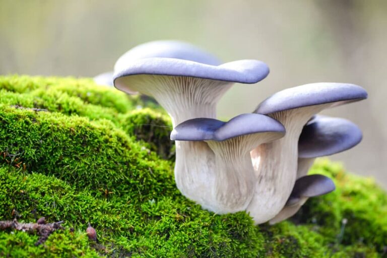 Mushrooms in Construction