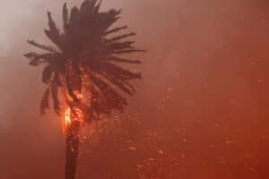 A palm tree engulfed in flames during the 2025 Los Angeles wildfires, with embers flying through the smoke-filled sky. Explore how these devastating fires are set to reshape LA's construction industry with resilient building strategies and innovative materials.