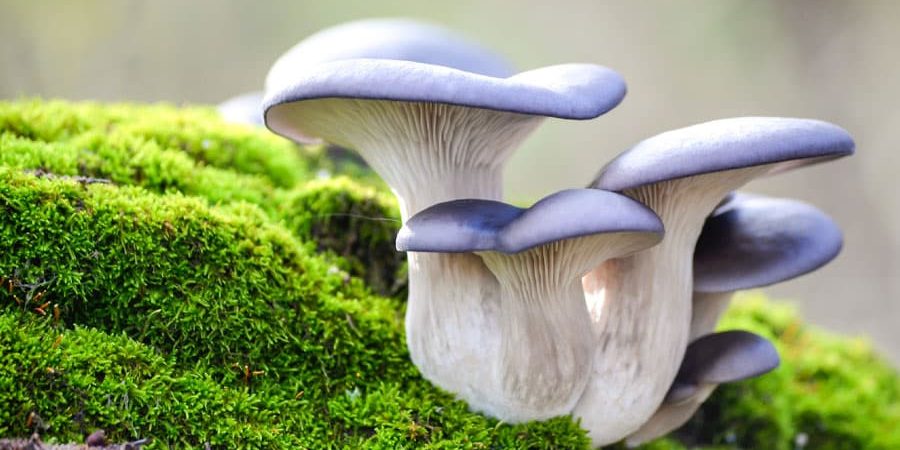 Mushrooms in Construction